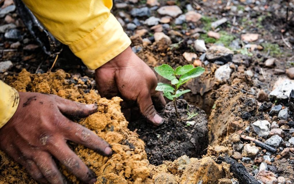 Tras incendios, preparan restauración en La Primavera